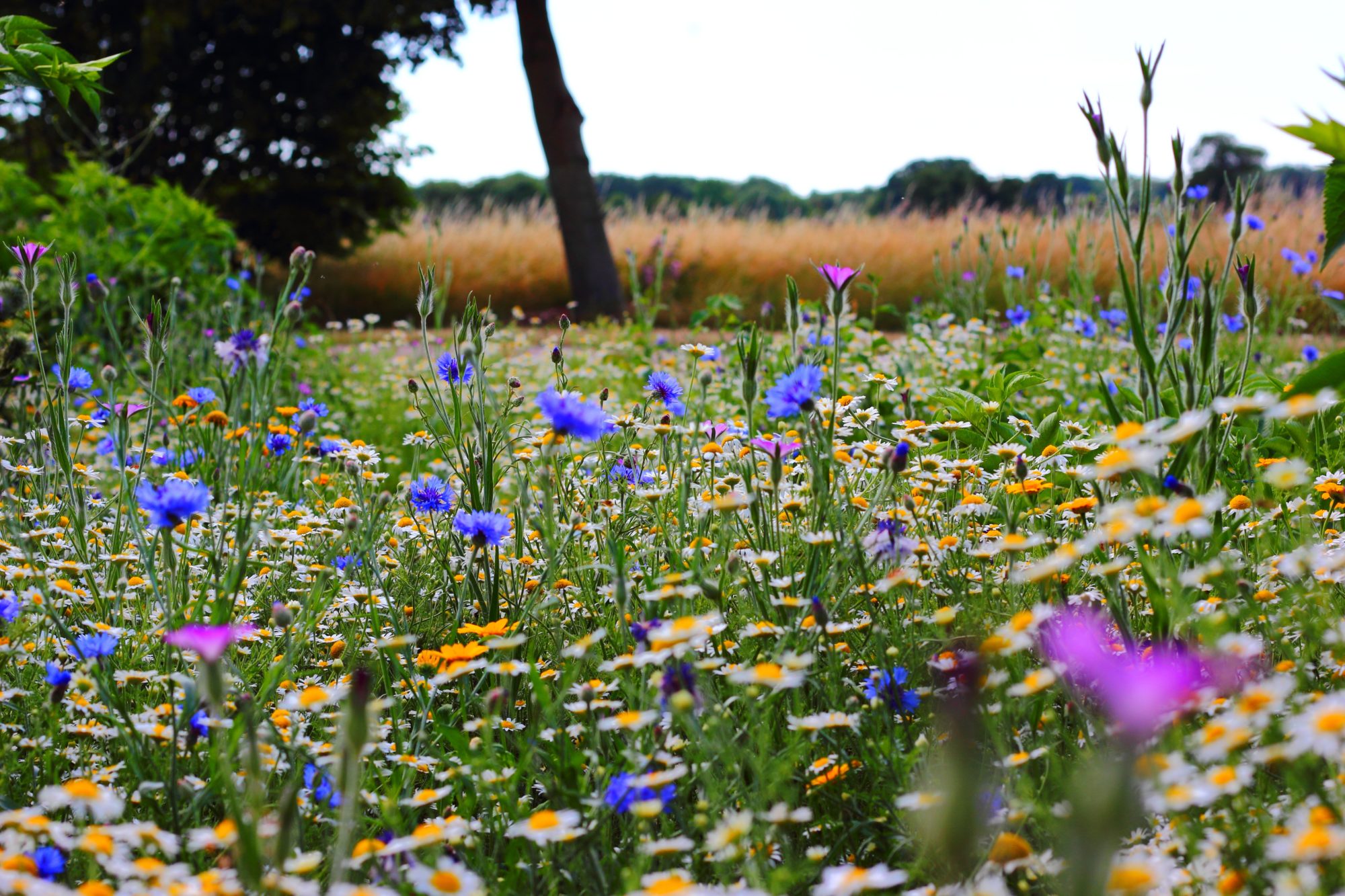 Müllsammeln & Wildblumenwiese pflanzen