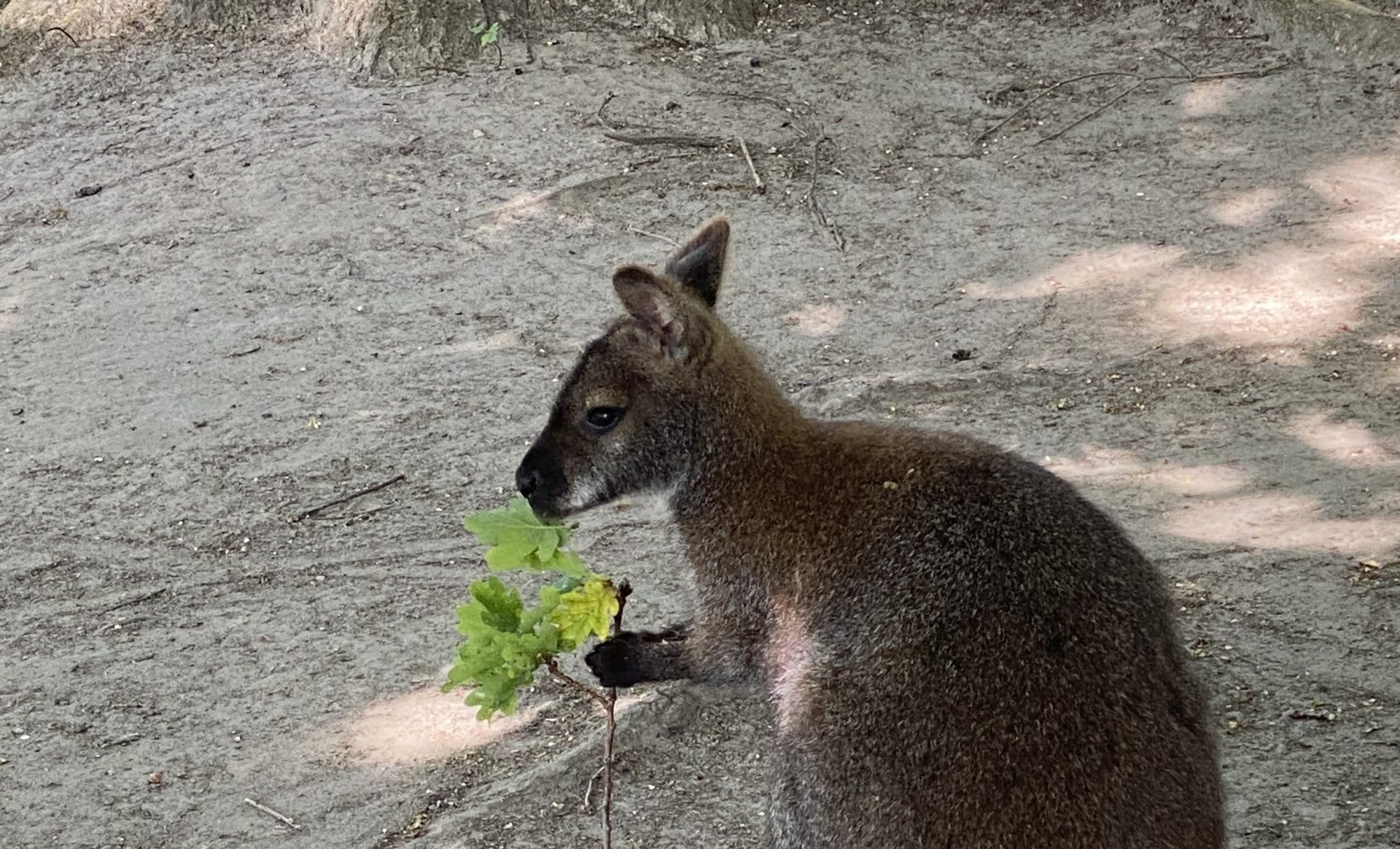 Känguru Babys im Stralsunder Zoo